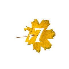 Figure7 is cut from yellow maple leaf