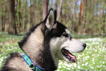 Black and gray husky walks in the forest with flowers