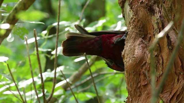 New Zealand native forest parrot debarks tree.