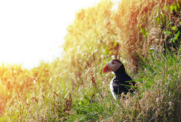 Puffin bird on cliff with evening light background