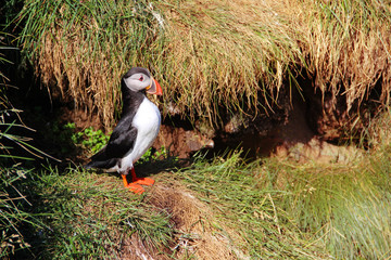 Puffin bird on cliff with green grass