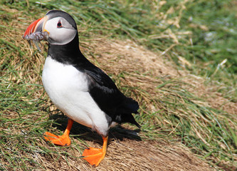 Naklejka premium Puffin with sardines in its beak