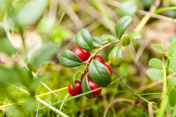 Antioxidant autumn lingonberry background, beautiful berry branch.