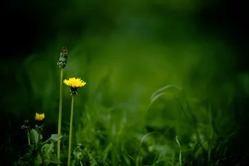Tapeten Groene, natuurlijke achtergrond met gras en paardenbloemen die rust uitstraalt © JoveImages