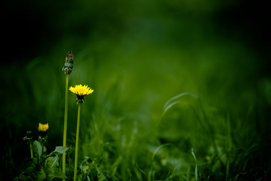 Groene, natuurlijke achtergrond met gras en paardenbloemen die rust uitstraalt