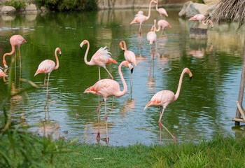 стая розовых фламинго на зеленом водоеме