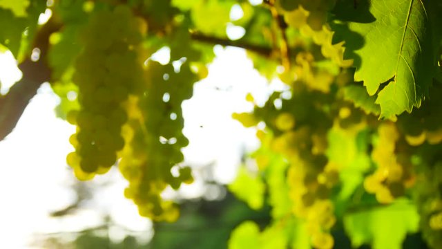 bunch of grapes view from bellow agains the sun late afternoon