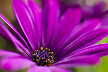 lila Bornholmmargerite