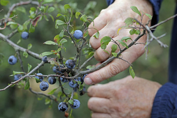auf dem Land, eine Frau pflückt Schlehenbeeren
