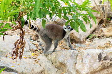 мадагаскарский лемур ходит по камням