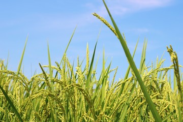 稲　青空