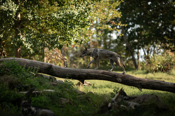 Obraz premium Grey Wolf Europe Animal