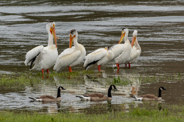 Pelicans and Ducks in Shallow Lake