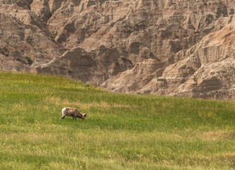 Profile of Bighorn Sheep Grazing in Field