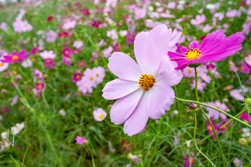 코스모스 피어있는 가을 들녁