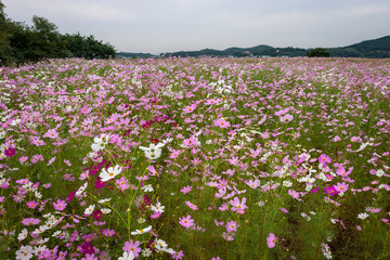 코스모스 피어있는 가을 들녁