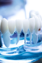 Dentist dental teeth model