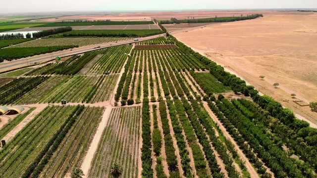 Farming. Agricultural farming land growing fruit and vegetable crops. Aerial drone shot over fields in the California countryside. Rows of plants from above. 
