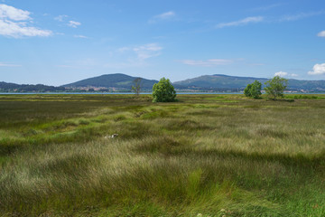 Fototapeta premium Wide green portuguese grassland