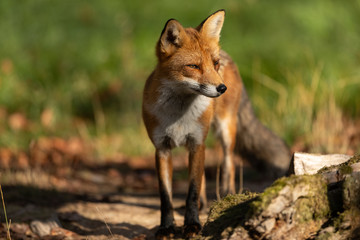Obraz premium Red Fox Animal