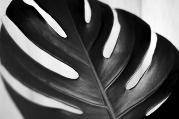 Black and white tropical leaves on white background photograph