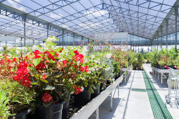 Beautiful flowers in greenhouse
