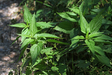 Common Nettle (Urtica dioica). Fresh organic nettle plant outdoor in nature. Natural nettles on sunlight. Sting with nettle. Fresh stinging nettle leaves. 