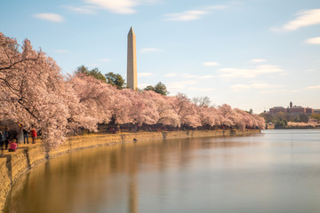 Washington DC Cherry Blossom Festival