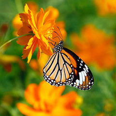 Orange butterfly Oriental striped tiger or Danaus genutia, Danainae family, hanging on a double orange Cosmos flower with blurred orange flowers in green background