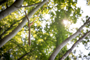 Selbst gebaute Schaukel in Wald, Waldpädagogik