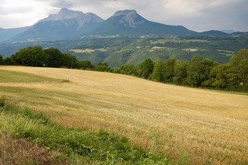 Fototapeta premium field with wheat in the france alps mountains