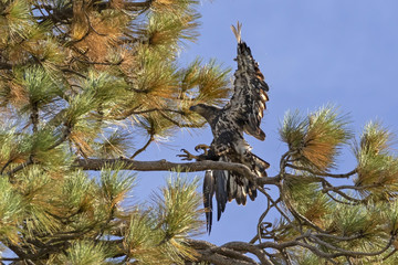 Bird juvenile blad eagle at Big Bear Lake in California