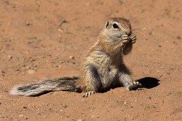 One ground squirrel sitting on the ground while busy eating in the Kgalagadi Transfrontier Park