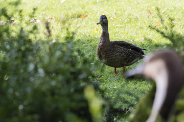 Duck walking on lawn in background.