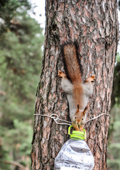 Bird feeders at the autumn trees
