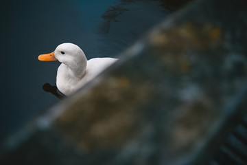Duck catches food from water