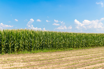 Maisfeld, blauer Himmel