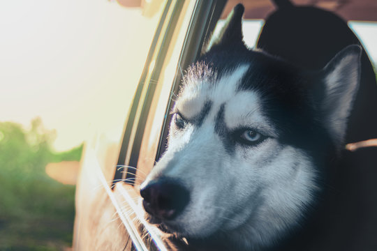 Sad dog's face in the car window at sunset. Siberian husky rueful waiting for its owner in the car.