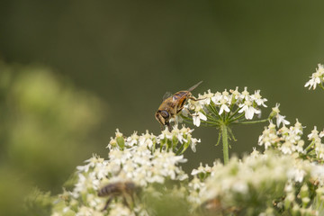 A hover fly sits on the green-yellow umbels of a parsnip