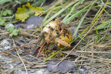 An overripe pear lies on the ground and is eaten by many wasps
