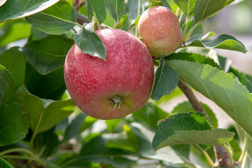 New harvest of healthy fruits, ripe sweet pink apples growing on apple tree