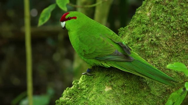 The red-crowned parakeet or red-fronted parakeet (Cyanoramphus novaezelandiae), also widely known by its Maori name of kakariki, is a small parrot from New Zealand.