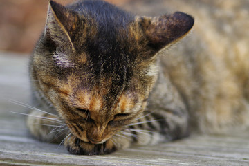 毛繕いしている猫