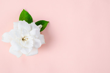 Fresh white and green leaf on pink background.