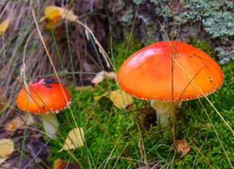 Two mushrooms with orange top in forest