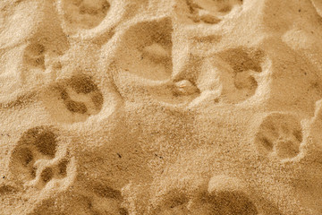 A cat's footprint in the soft sand