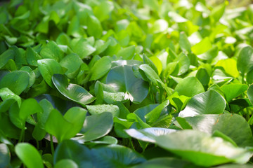 Water Hyacinth a tropical species of water plant (Eichhornia crassipes)