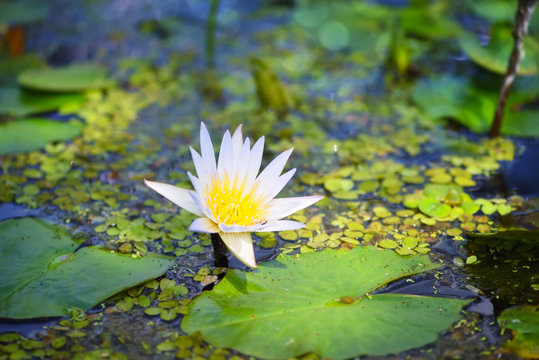 Fototapeta White water lily in the pond (Nymphaea alba)