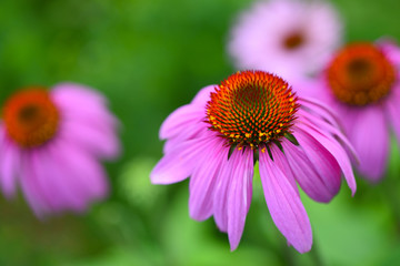 Obraz premium Echinacea flowers (Echinacea purpurea) against green background