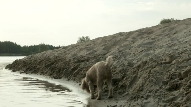 A dog, a poodle breed, runs along the sandy shore of the lake